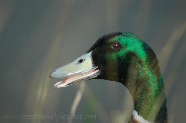 mallard, mallards, mallard duc-3.JPG - DRAKE MALLARD - EMSWORTH - 12.10.06